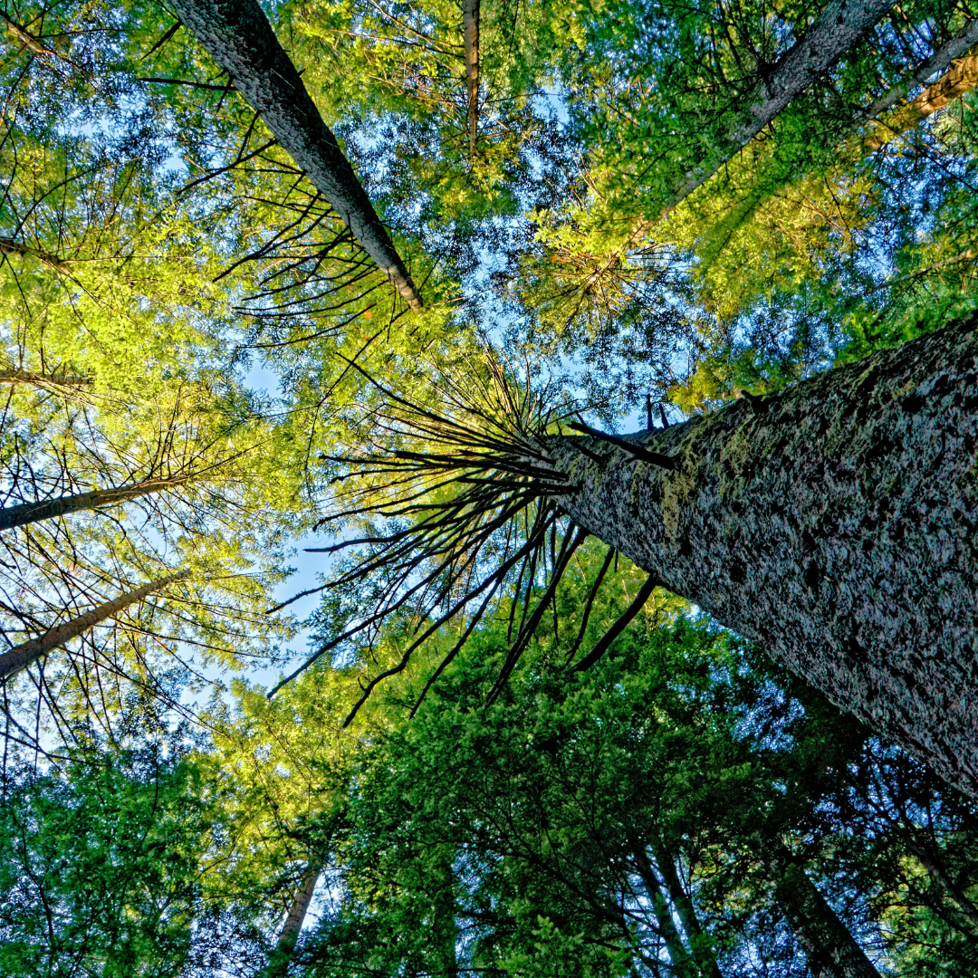 Looking up through a forest canopy — a moment of calm and perspective.